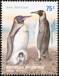 King Penguin (Aptenodytes patagonica)