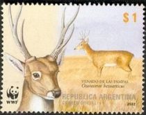 Pampas deer (Ozotoceros bezoarticus)