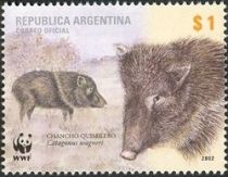 Chacoan Peccary (Catagonus wagneri)