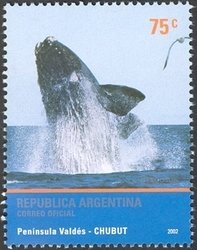 Southern Right Whale (Eubalaena australis)