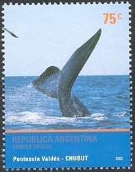 Southern Right Whale (Eubalaena australis)