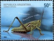 Grasshopper (Elaeochlora viridis)