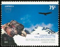 Andean Condor (Vultur gryphus)