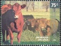 Cattle (Bos primigenius taurus)