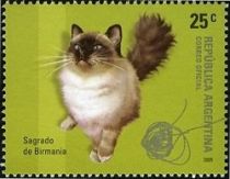 Burmese (Felis silvestris catus)