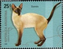 Siamese Cat (Felis silvestris catus)