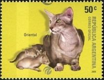 Oriental Shorthair (Felis silvestris catus)