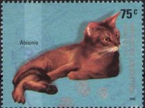 Abyssinian (Felis silvestris catus)