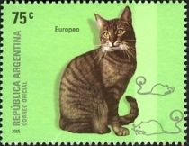 European Domestic Cat (Felis silvestris catus)