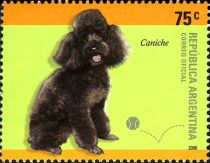 Poodle (Canis lupus familiaris)