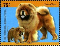 Chow Chow (Canis lupus familiaris)