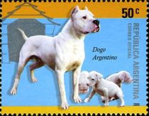 Argentine Dog (Canis lupus familiaris)