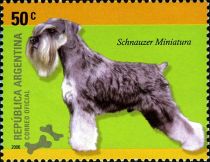 Miniature Schnauzer (Canis lupus familiaris)