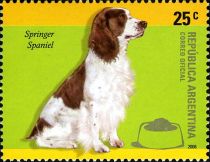 Springer Spaniel (Canis lupus familiaris)