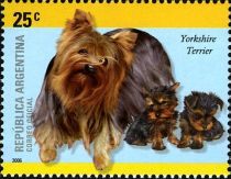 Yorkshire Terrier (Canis lupus familiaris)