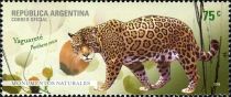 Jaguar (Panthera onca)