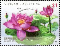 Sacred Lotus or Loto (Nelumbo nucifera)