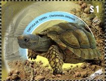 Chaco Tortoise (Chelonoidis chilensis)