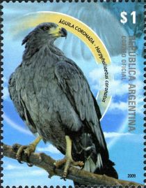 Chaco Eagle (Harpyhaliaetus coronatus)