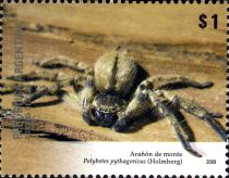 (Polybetes pythagoricus)