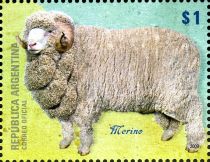 Merino Sheep (Ovis ammon aries)