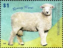 Romney Marsh Sheep (Ovis ammon aries)