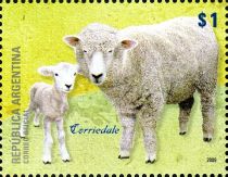 Corriedale (Ovis ammon aries)