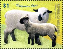 Hampshire Down (Ovis ammon aries)