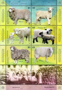 Sheep (Ovis ammon aries)