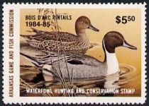 Northern pintail (Anas acuta)