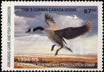 Canada goose (Branta canadensis)