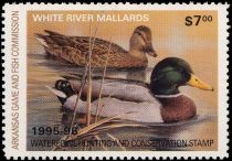 Mallard (Anas platyrhynchos)