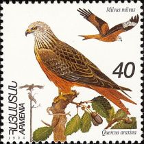 Red Kite (Milvus milvus) and Oak (Quercus araxina)