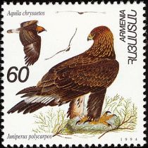 Golden Eagle (Aquila chrysaetos) and Juniperus polycarpos