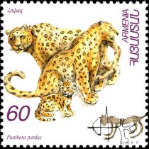 Leopard (Panthera pardus)