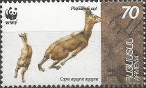 Bezoar Ibex (Capra aegagrus aegagrus)