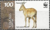 Bezoar Ibex (Capra aegagrus aegagrus)