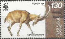 Bezoar Ibex (Capra aegagrus aegagrus)