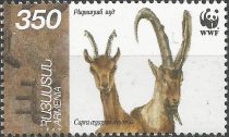 Bezoar Ibex (Capra aegagrus aegagrus)