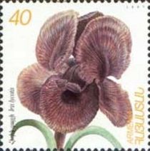 Iris lycotis