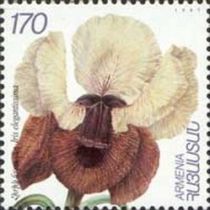 Iris elegantissima