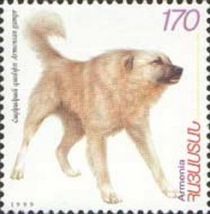 Armenian Gampr (Canis lupus familiaris)