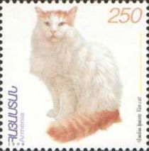 Turkish Van (Felis silvestris catus)