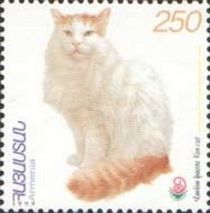 Turkish Van (Felis silvestris catus) - Overprint