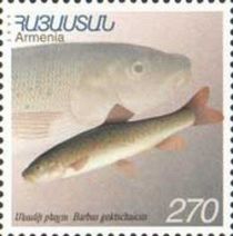 Sevan Barbel (Barbus goktschaicus)