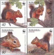 Persian Squirrel (Sciurus persicus)