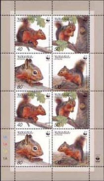 Persian Squirrel (Sciurus persicus)