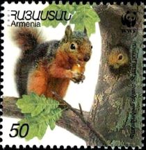 Persian Squirrel (Sciurus persicus)