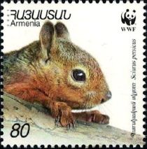 Persian Squirrel (Sciurus persicus)