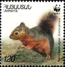 Persian Squirrel (Sciurus persicus)